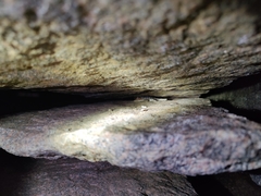 Psammophilus dorsalis