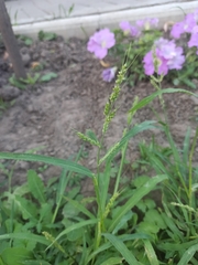 Echinochloa crus-galli
