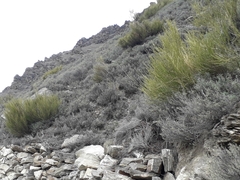 Carmichaelia compacta