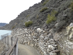 Carmichaelia compacta