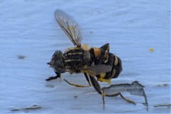 Helophilus neoaffinis