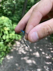 Chromagrion conditum