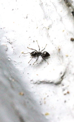 Crematogaster ferrarii