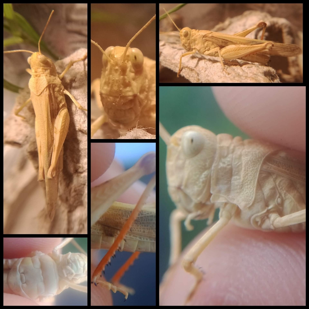 Groove-headed grasshopper