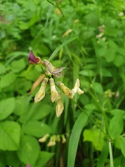 Vicia dumetorum