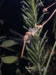 Sympetrum meridionale