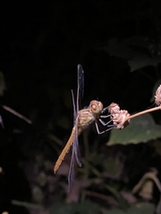 Sympetrum meridionale