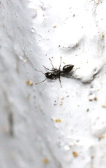 Crematogaster ferrarii