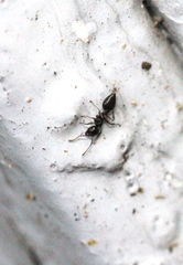 Crematogaster ferrarii