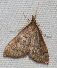 Metasia dicealis