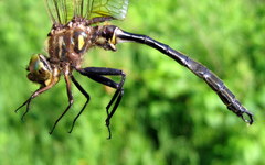Somatochlora hineana