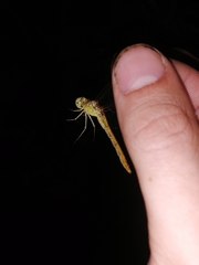 Sympetrum meridionale