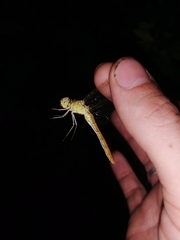 Sympetrum meridionale