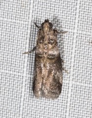 Conobathra hemichlaena