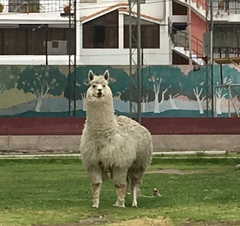 Vicugna pacos