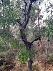 Persoonia longifolia