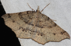 Rhinodia rostraria