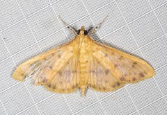 Patania balteata