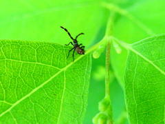 Coreus marginatus