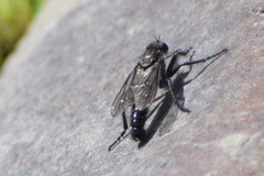 Lasiopogon