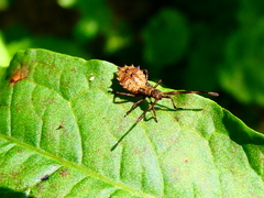 Coreus marginatus