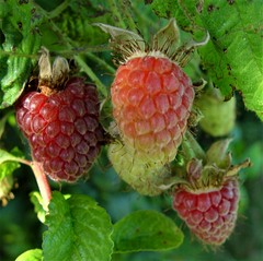 Rubus × loganobaccus