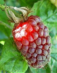 Rubus × loganobaccus