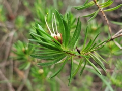 Darwinia procera