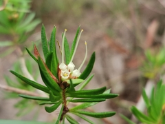 Darwinia procera