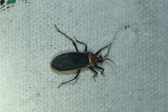 Rhiginia cinctiventris