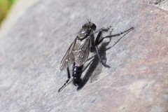 Lasiopogon