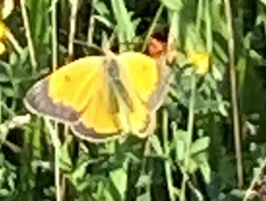 Colias croceus