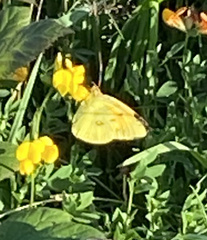 Colias croceus