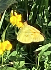 Colias croceus
