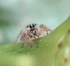 Macaroeris nidicolens