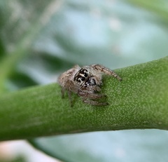 Macaroeris nidicolens