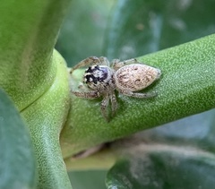 Macaroeris nidicolens