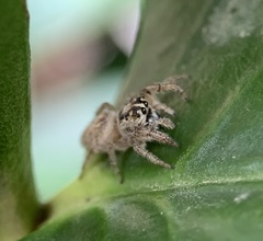 Macaroeris nidicolens