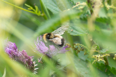 Bombus sporadicus