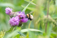 Bombus sporadicus