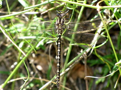 Notoaeschna sagittata