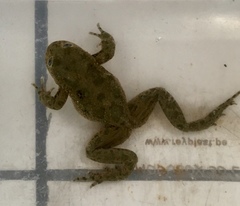 Telmatobius arequipensis