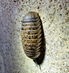 Arthrosphaera versicolor