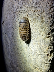 Arthrosphaera versicolor