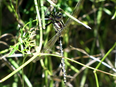 Notoaeschna sagittata