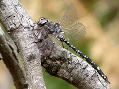 Austroaeschna parvistigma