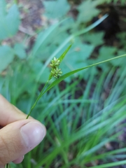 Carex pallescens
