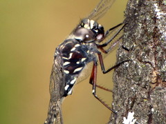 Austroaeschna parvistigma
