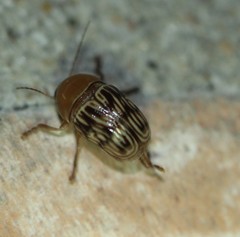 Cryptocephalus fulguratus