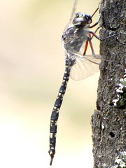 Austroaeschna parvistigma